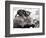 Two Young Kittens Playing with a Slow Moving Giant Tortoise, 1983-null-Framed Photographic Print