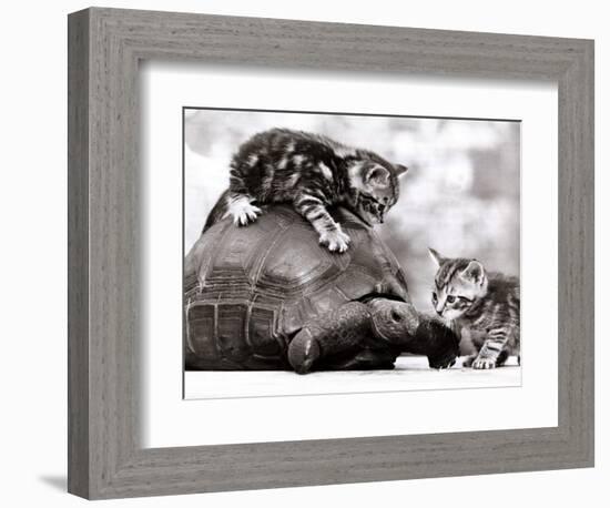 Two Young Kittens Playing with a Slow Moving Giant Tortoise, 1983-null-Framed Photographic Print