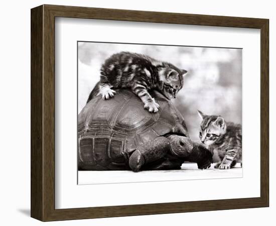 Two Young Kittens Playing with a Slow Moving Giant Tortoise, 1983-null-Framed Photographic Print