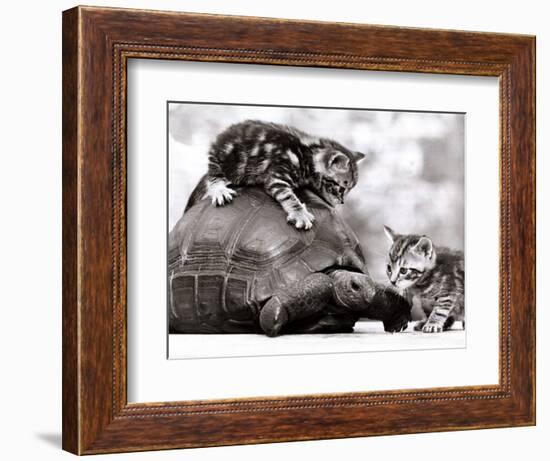 Two Young Kittens Playing with a Slow Moving Giant Tortoise, 1983--Framed Photographic Print