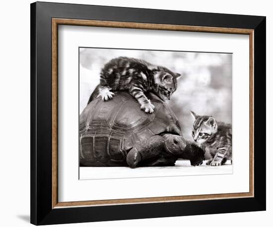 Two Young Kittens Playing with a Slow Moving Giant Tortoise, 1983--Framed Photographic Print