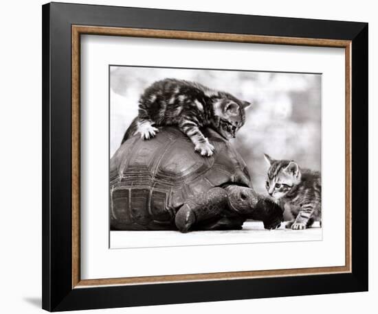 Two Young Kittens Playing with a Slow Moving Giant Tortoise, 1983-null-Framed Photographic Print