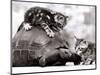 Two Young Kittens Playing with a Slow Moving Giant Tortoise, 1983-null-Mounted Photographic Print