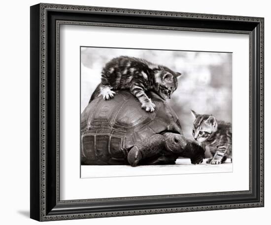 Two Young Kittens Playing with a Slow Moving Giant Tortoise, 1983-null-Framed Photographic Print