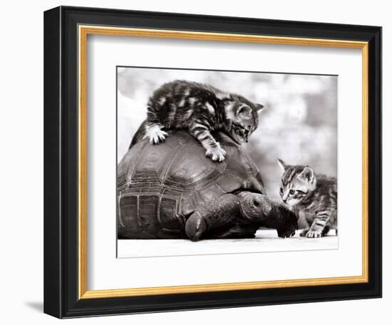 Two Young Kittens Playing with a Slow Moving Giant Tortoise, 1983-null-Framed Photographic Print