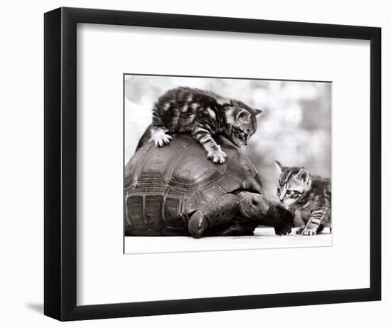 Two Young Kittens Playing with a Slow Moving Giant Tortoise, 1983-null-Framed Photographic Print