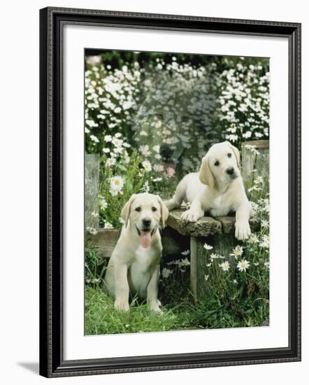 Two Young Labradors in a Daisy Field, UK-Jane Burton-Framed Photographic Print