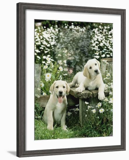 Two Young Labradors in a Daisy Field, UK-Jane Burton-Framed Photographic Print