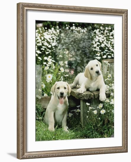 Two Young Labradors in a Daisy Field, UK-Jane Burton-Framed Photographic Print