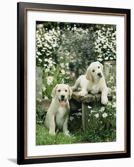 Two Young Labradors in a Daisy Field, UK-Jane Burton-Framed Photographic Print