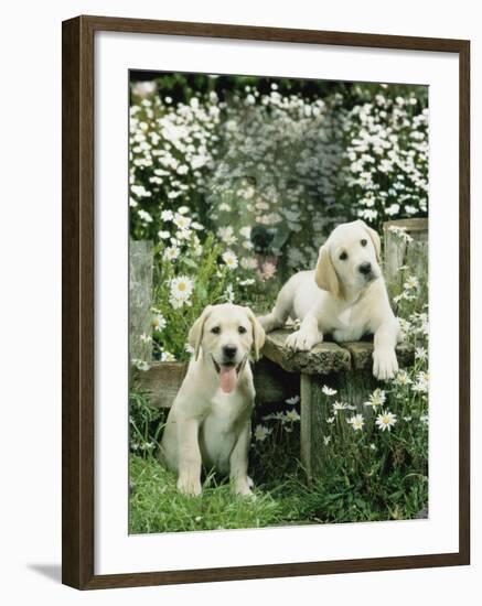 Two Young Labradors in a Daisy Field, UK-Jane Burton-Framed Photographic Print