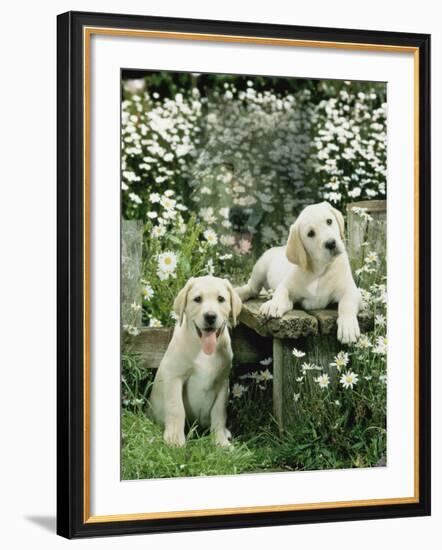 Two Young Labradors in a Daisy Field, UK-Jane Burton-Framed Photographic Print