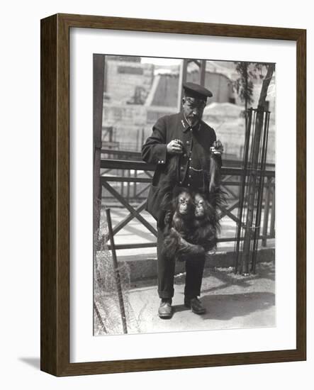 Two Young Orangutans Being Held Up by the Arms, by Keeper Rodwell, at London Zoo, April 1916-Frederick William Bond-Framed Photographic Print