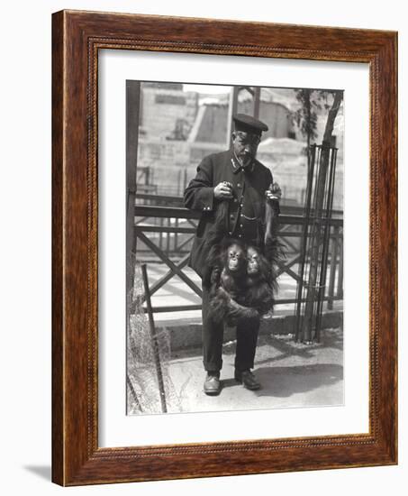 Two Young Orangutans Being Held Up by the Arms, by Keeper Rodwell, at London Zoo, April 1916-Frederick William Bond-Framed Photographic Print