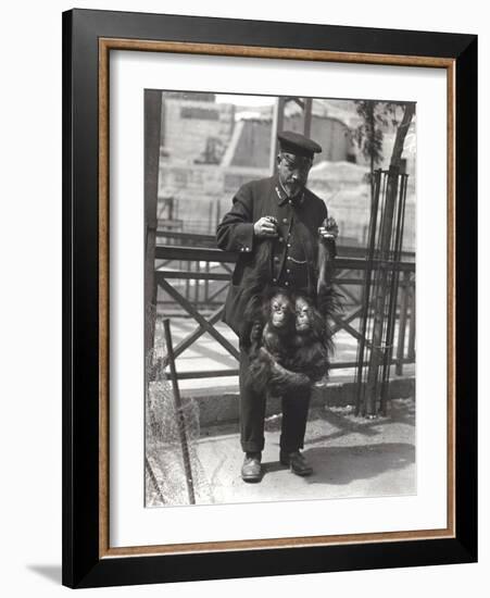 Two Young Orangutans Being Held Up by the Arms, by Keeper Rodwell, at London Zoo, April 1916-Frederick William Bond-Framed Photographic Print