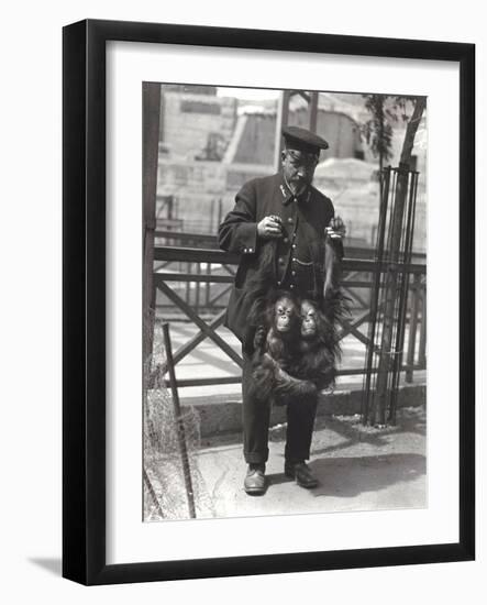 Two Young Orangutans Being Held Up by the Arms, by Keeper Rodwell, at London Zoo, April 1916-Frederick William Bond-Framed Photographic Print