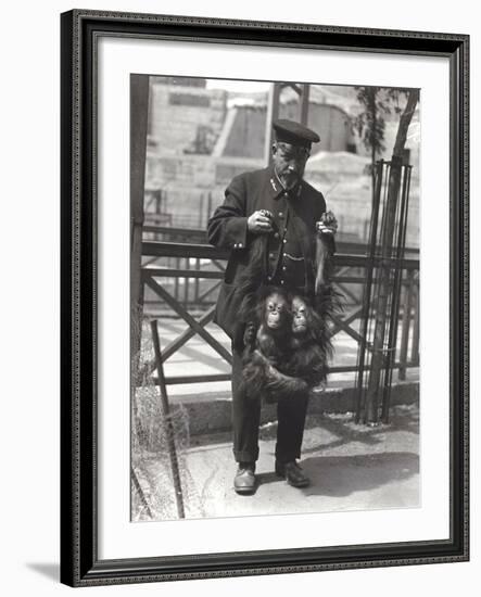 Two Young Orangutans Being Held Up by the Arms, by Keeper Rodwell, at London Zoo, April 1916-Frederick William Bond-Framed Photographic Print