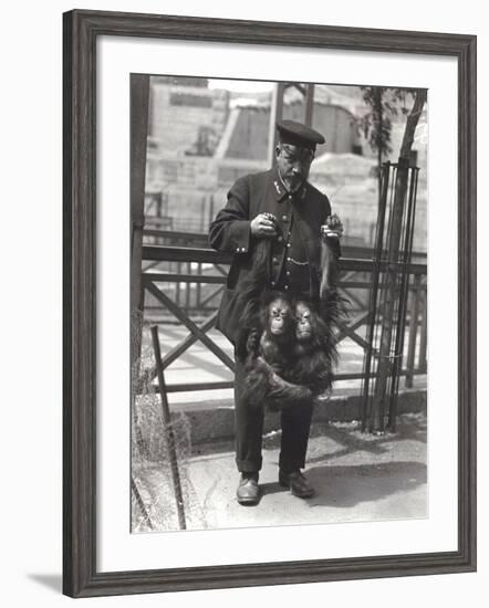 Two Young Orangutans Being Held Up by the Arms, by Keeper Rodwell, at London Zoo, April 1916-Frederick William Bond-Framed Photographic Print