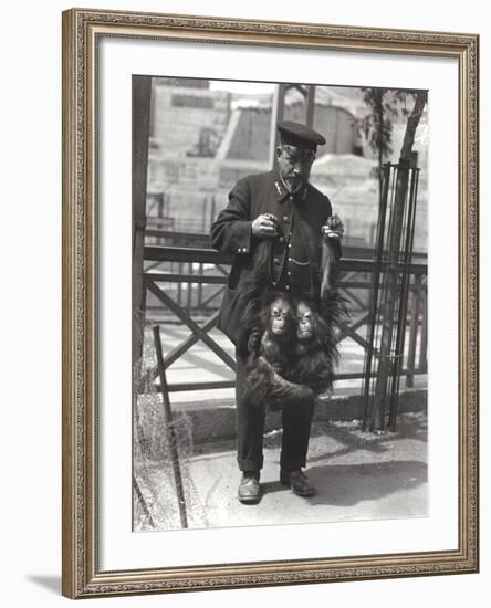 Two Young Orangutans Being Held Up by the Arms, by Keeper Rodwell, at London Zoo, April 1916-Frederick William Bond-Framed Photographic Print