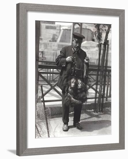 Two Young Orangutans Being Held Up by the Arms, by Keeper Rodwell, at London Zoo, April 1916-Frederick William Bond-Framed Photographic Print