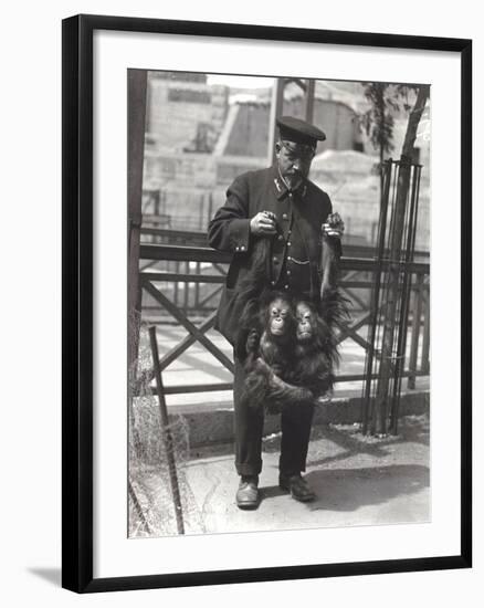 Two Young Orangutans Being Held Up by the Arms, by Keeper Rodwell, at London Zoo, April 1916-Frederick William Bond-Framed Photographic Print