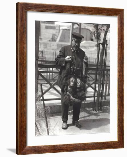 Two Young Orangutans Being Held Up by the Arms, by Keeper Rodwell, at London Zoo, April 1916-Frederick William Bond-Framed Photographic Print