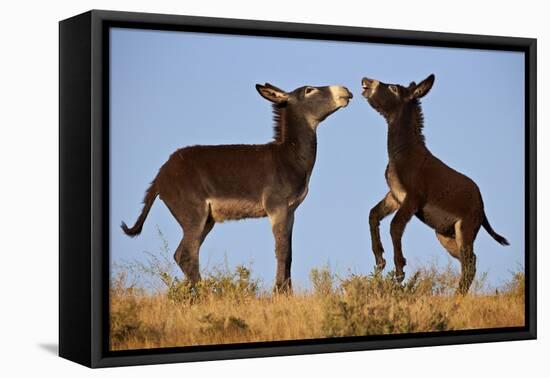 Two Young Wild Burro (Donkey) (Equus Asinus) (Equus Africanus Asinus) Playing-James Hager-Framed Premier Image Canvas