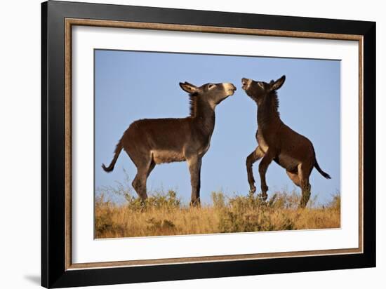 Two Young Wild Burro (Donkey) (Equus Asinus) (Equus Africanus Asinus) Playing-James Hager-Framed Photographic Print