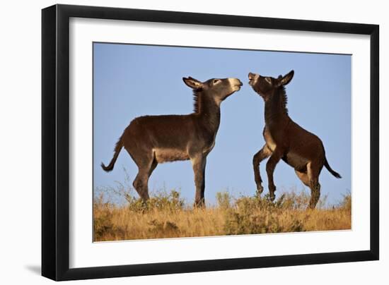 Two Young Wild Burro (Donkey) (Equus Asinus) (Equus Africanus Asinus) Playing-James Hager-Framed Photographic Print