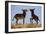 Two Young Wild Burro (Donkey) (Equus Asinus) (Equus Africanus Asinus) Playing-James Hager-Framed Photographic Print