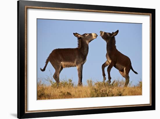 Two Young Wild Burro (Donkey) (Equus Asinus) (Equus Africanus Asinus) Playing-James Hager-Framed Photographic Print