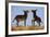 Two Young Wild Burro (Donkey) (Equus Asinus) (Equus Africanus Asinus) Playing-James Hager-Framed Photographic Print