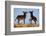 Two Young Wild Burro (Donkey) (Equus Asinus) (Equus Africanus Asinus) Playing-James Hager-Framed Photographic Print