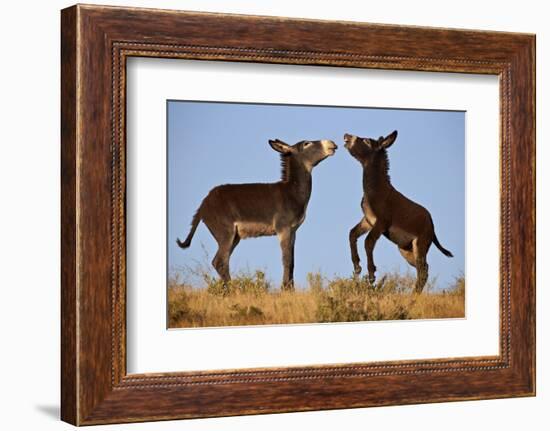 Two Young Wild Burro (Donkey) (Equus Asinus) (Equus Africanus Asinus) Playing-James Hager-Framed Photographic Print