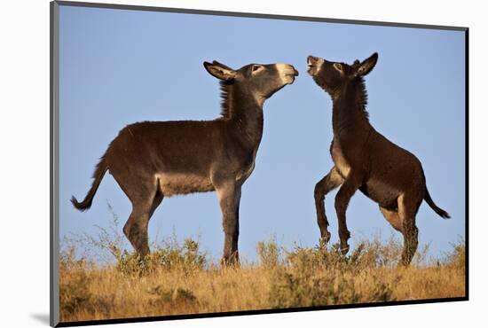 Two Young Wild Burro (Donkey) (Equus Asinus) (Equus Africanus Asinus) Playing-James Hager-Mounted Photographic Print