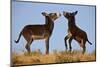 Two Young Wild Burro (Donkey) (Equus Asinus) (Equus Africanus Asinus) Playing-James Hager-Mounted Photographic Print