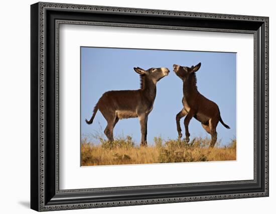 Two Young Wild Burro (Donkey) (Equus Asinus) (Equus Africanus Asinus) Playing-James Hager-Framed Photographic Print