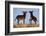 Two Young Wild Burro (Donkey) (Equus Asinus) (Equus Africanus Asinus) Playing-James Hager-Framed Photographic Print