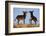 Two Young Wild Burro (Donkey) (Equus Asinus) (Equus Africanus Asinus) Playing-James Hager-Framed Photographic Print