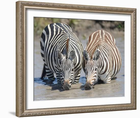 Two Zebras at the Watering Hole Full Bleed-Martin Fowkes-Framed Giclee Print