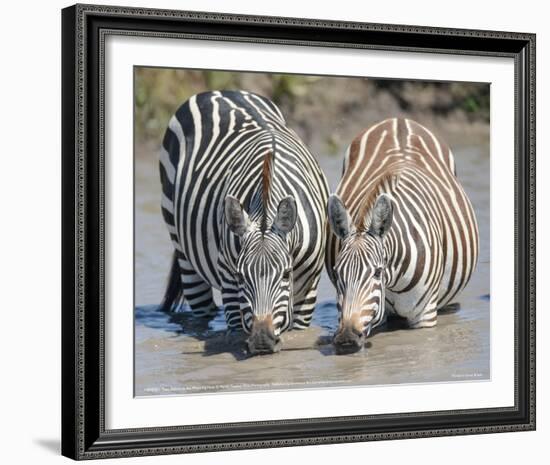 Two Zebras at the Watering Hole Full Bleed-Martin Fowkes-Framed Giclee Print