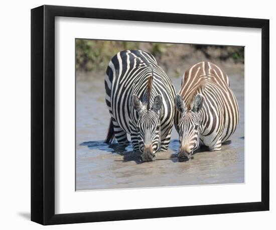 Two Zebras at the Watering Hole-Martin Fowkes-Framed Giclee Print