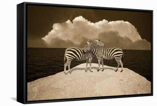 Two Zebras, Port Austin, MI '11-Monte Nagler-Framed Stretched Canvas