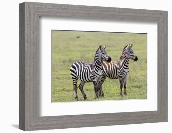 Two Zebras Stand Side by Side, Alert, Ngorongoro, Tanzania-James Heupel-Framed Photographic Print