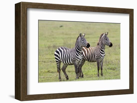 Two Zebras Stand Side by Side, Alert, Ngorongoro, Tanzania-James Heupel-Framed Photographic Print