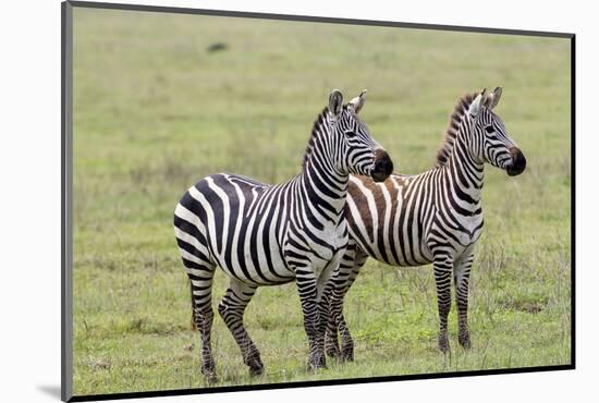 Two Zebras Stand Side by Side, Alert, Ngorongoro, Tanzania-James Heupel-Mounted Photographic Print