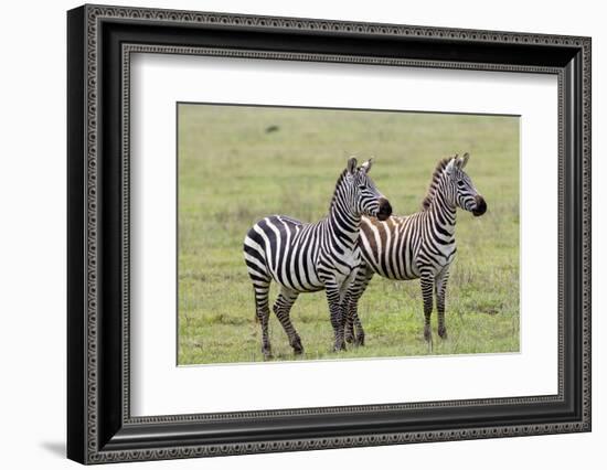 Two Zebras Stand Side by Side, Alert, Ngorongoro, Tanzania-James Heupel-Framed Photographic Print