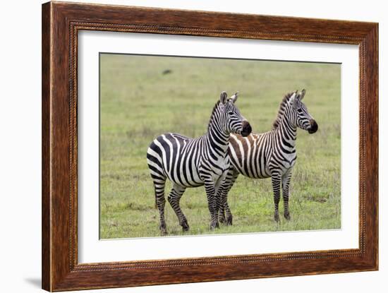 Two Zebras Stand Side by Side, Alert, Ngorongoro, Tanzania-James Heupel-Framed Photographic Print