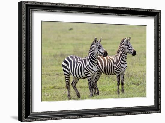 Two Zebras Stand Side by Side, Alert, Ngorongoro, Tanzania-James Heupel-Framed Photographic Print