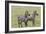 Two Zebras Stand Side by Side, Alert, Ngorongoro, Tanzania-James Heupel-Framed Photographic Print